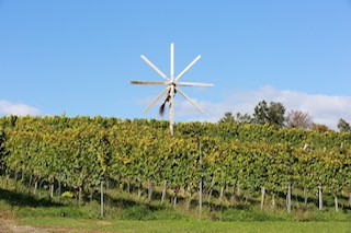 Bewegung im Weingarten